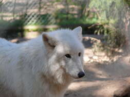 Image of Arctic wolf