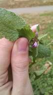 Imagem de Lamium purpureum var. purpureum