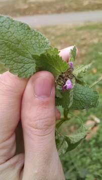 Image of purple deadnettle