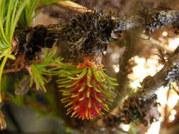 Larix occidentalis Nutt. resmi