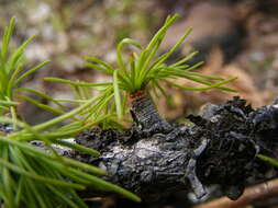 Larix occidentalis Nutt. resmi