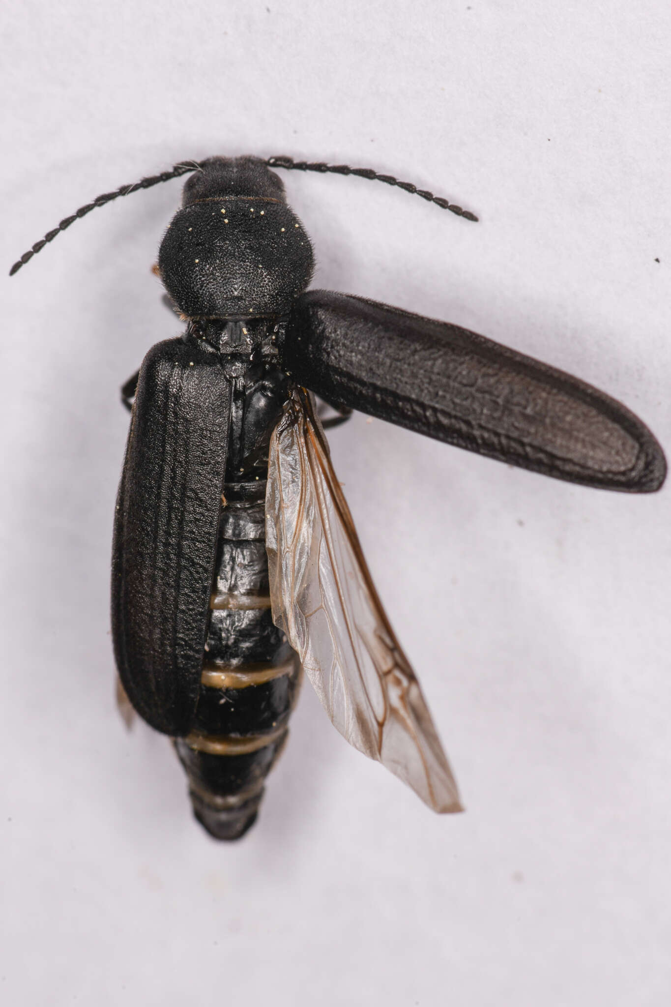 Image of Black Spruce Borer