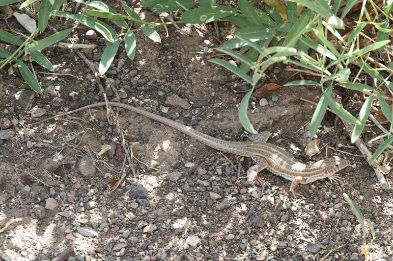 Image of Bosc’s Fringe-toed lizard