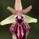 Plancia ëd Ophrys sphegodes subsp. atrata (Rchb. fil.) A. Bolòs