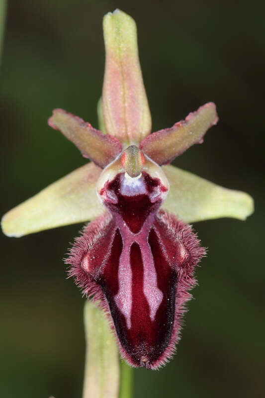 Image of Ophrys sphegodes subsp. atrata (Rchb. fil.) A. Bolòs