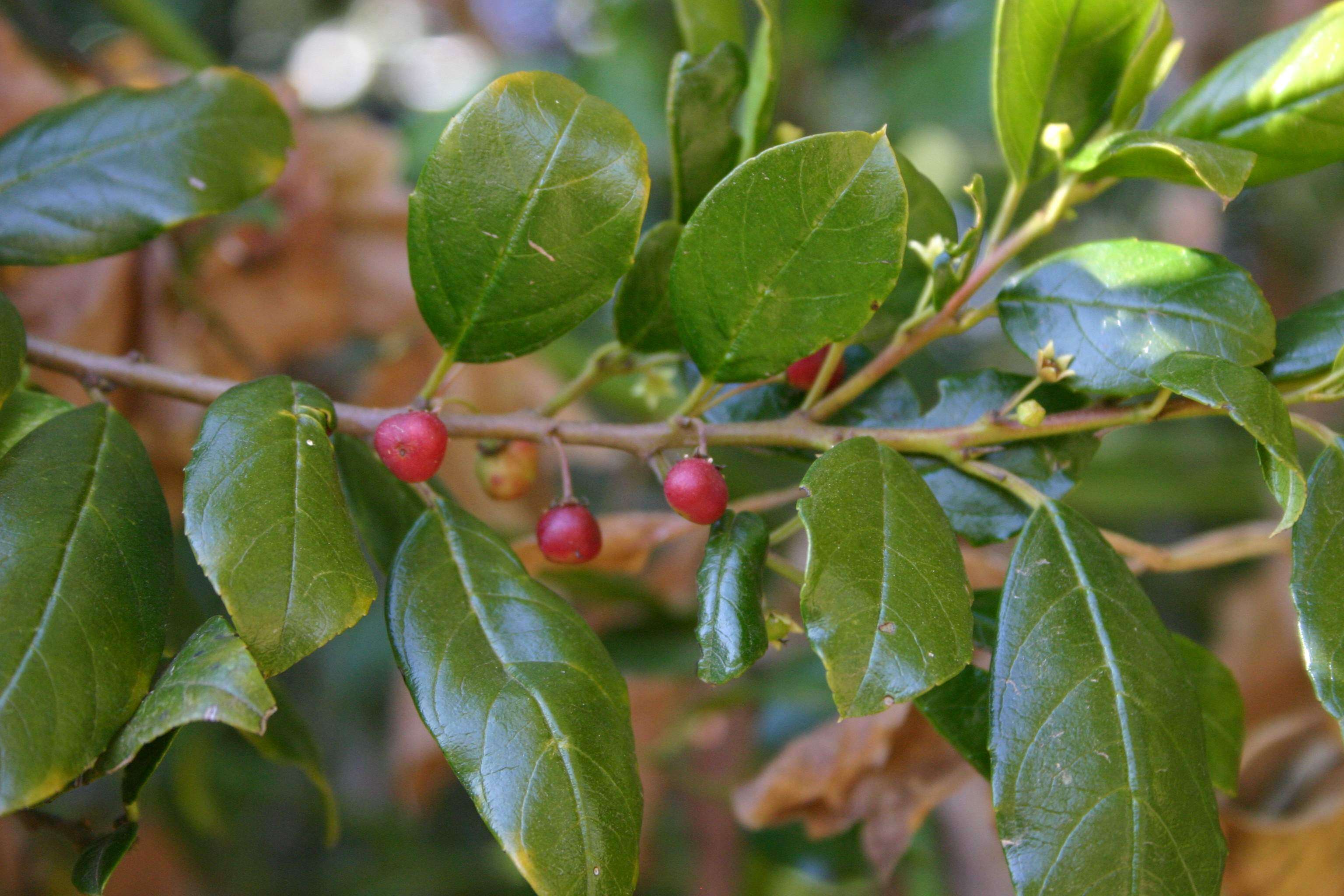 Слика од Rhamnus prinoides L'Her.