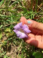 Image of swamp leather flower