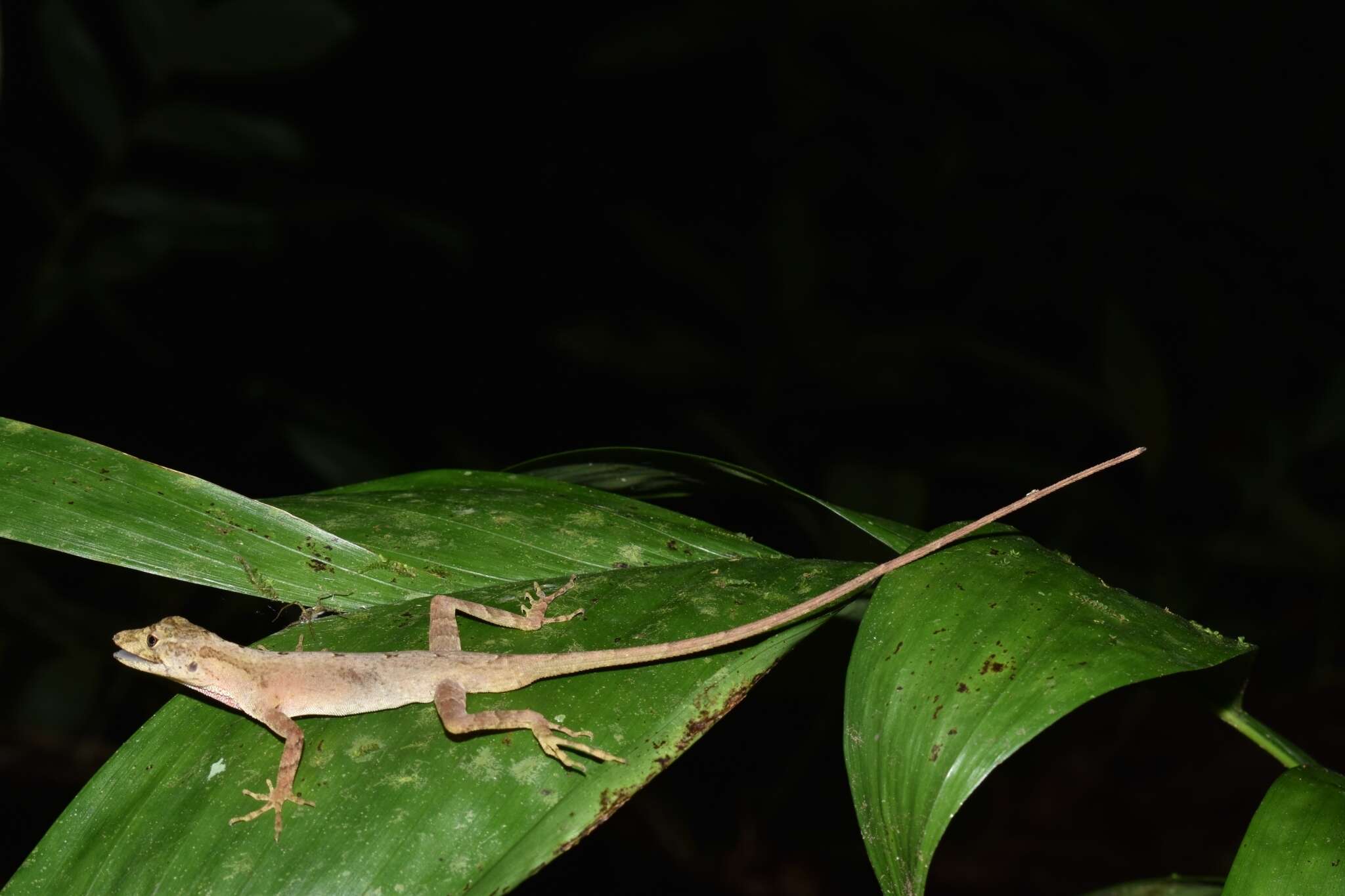 Image de Anolis naufragus (Campbell, Hillis & Lamar 1989)