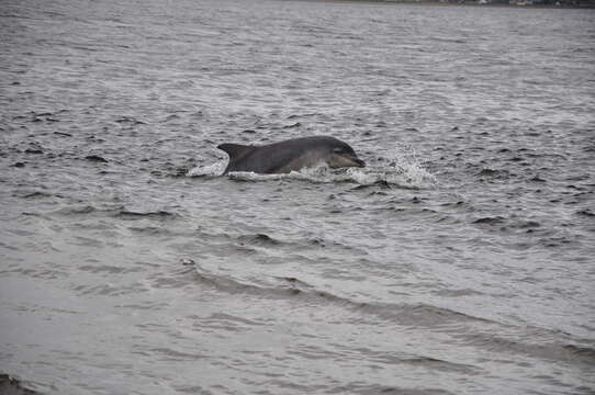 Imagem de Tursiops Gervais 1855