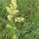 Image of bedstraw