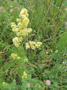 Image of bedstraw