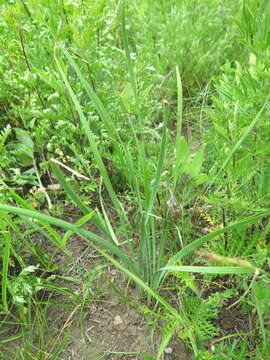 Iris ventricosa Pall. resmi