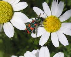 Image of Trichodes nobilis