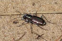 Image of Cicindela (Cicindela) scutellaris lecontei Haldeman 1853