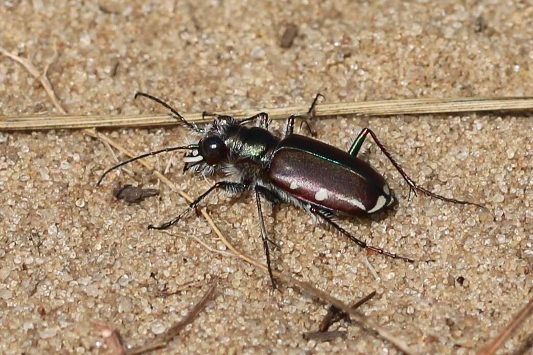 Image of Cicindela (Cicindela) scutellaris lecontei Haldeman 1853