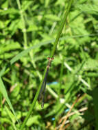 Image of Chalcolestes Kennedy 1920