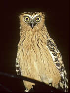 Image of Buffy Fish Owl