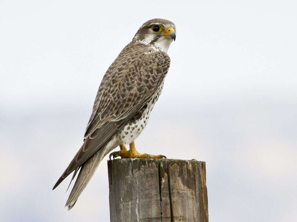 Image of Prairie Falcon