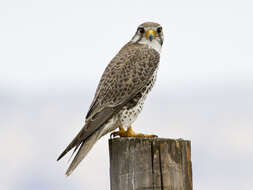 Image of Prairie Falcon