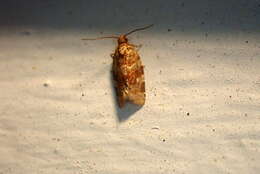 Image of Pine-tube Moth