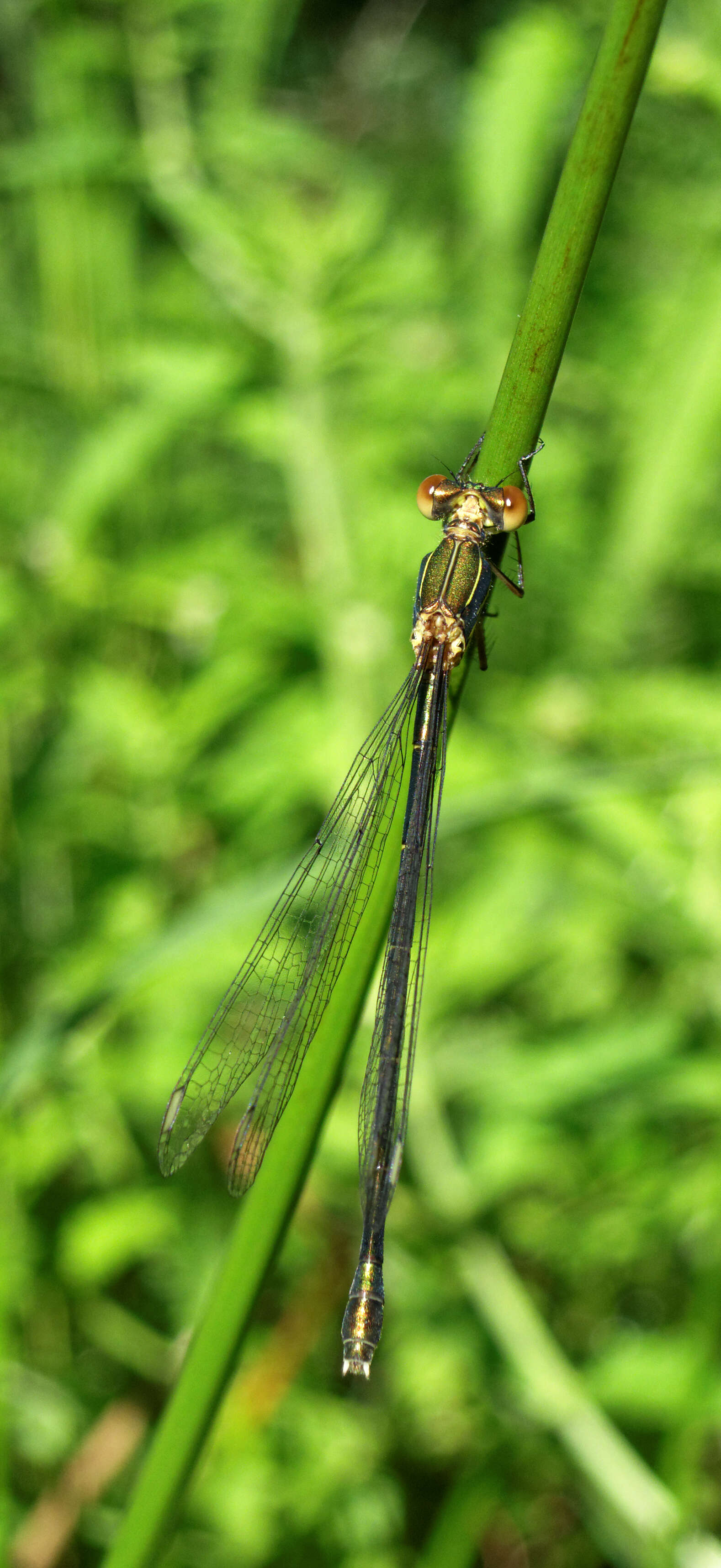 Image of Chalcolestes Kennedy 1920