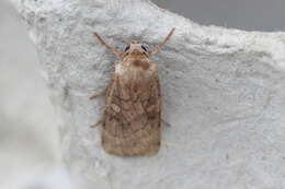 Image of six-striped rustic