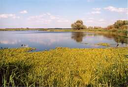 Image of water soldiers