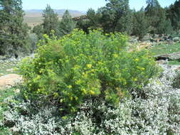 Image of Senecio anethifolius A. Cunn. ex DC.