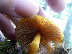 Слика од Entoloma luteum Peck 1902