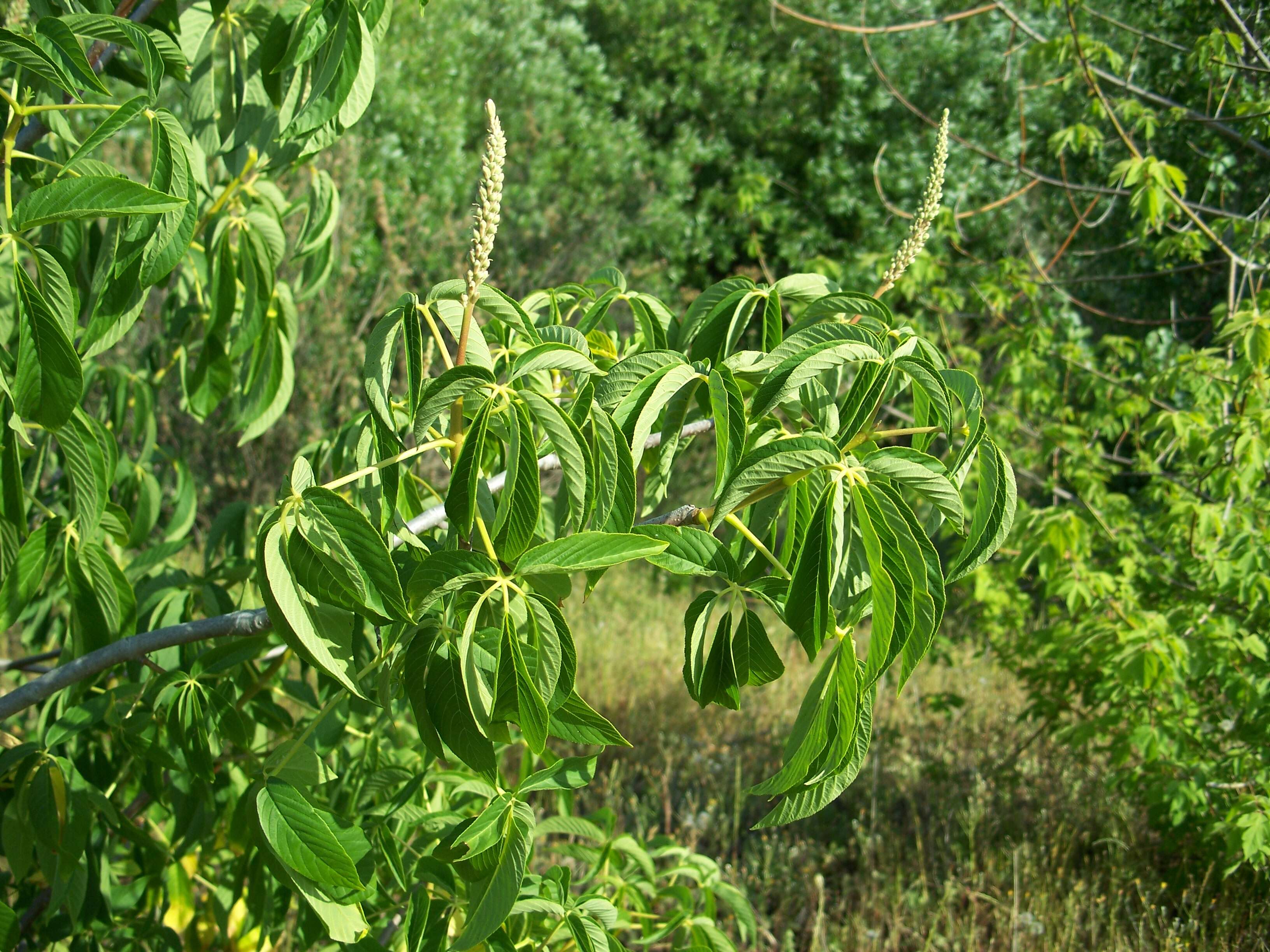 Image of California buckeye