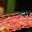 Image of Pacific Forktail