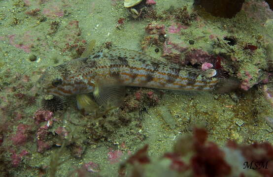 Image de <i>Patagonotothen brevicauda</i>