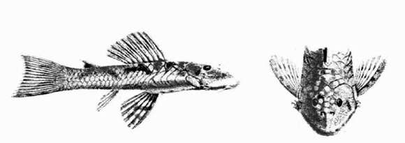 Image of Chaetostoma