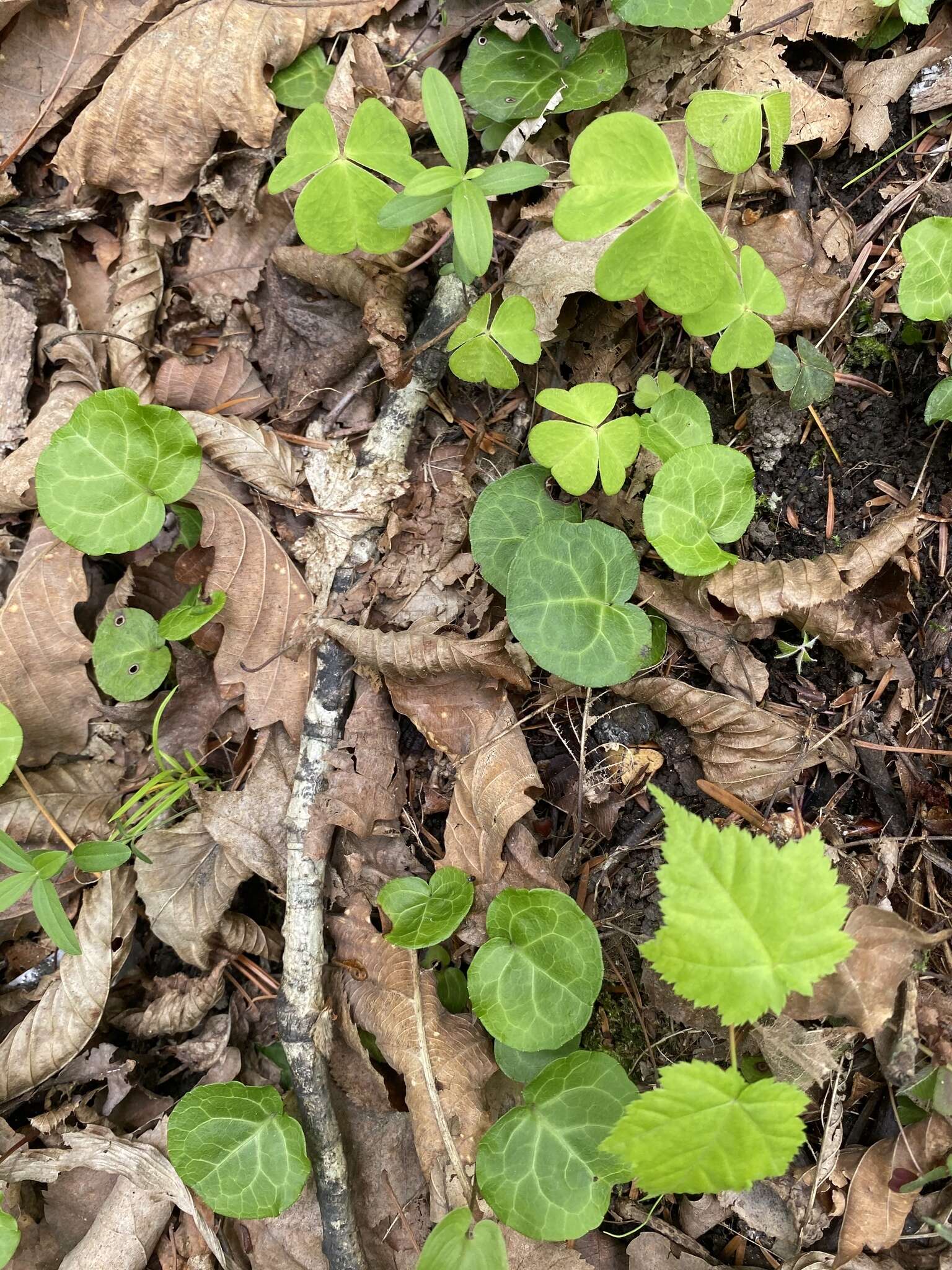 Image of Pyrola renifolia Maxim.