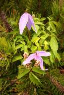 Слика од Clematis alpina (L.) Miller