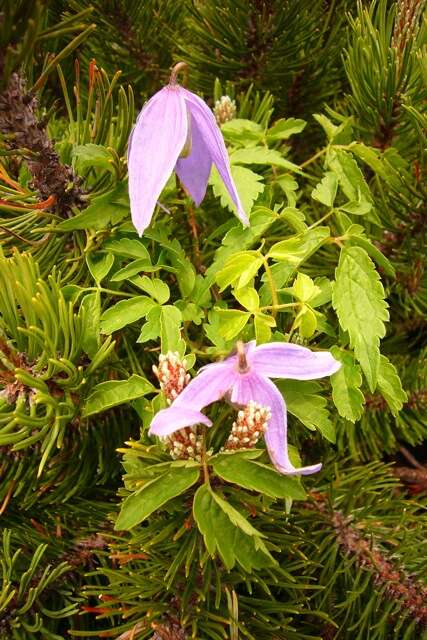 Слика од Clematis alpina (L.) Miller