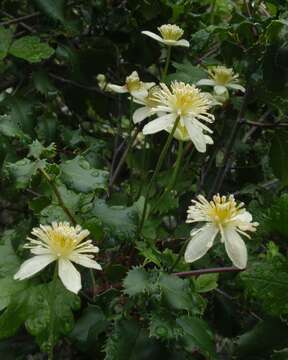 Image of pipestem clematis