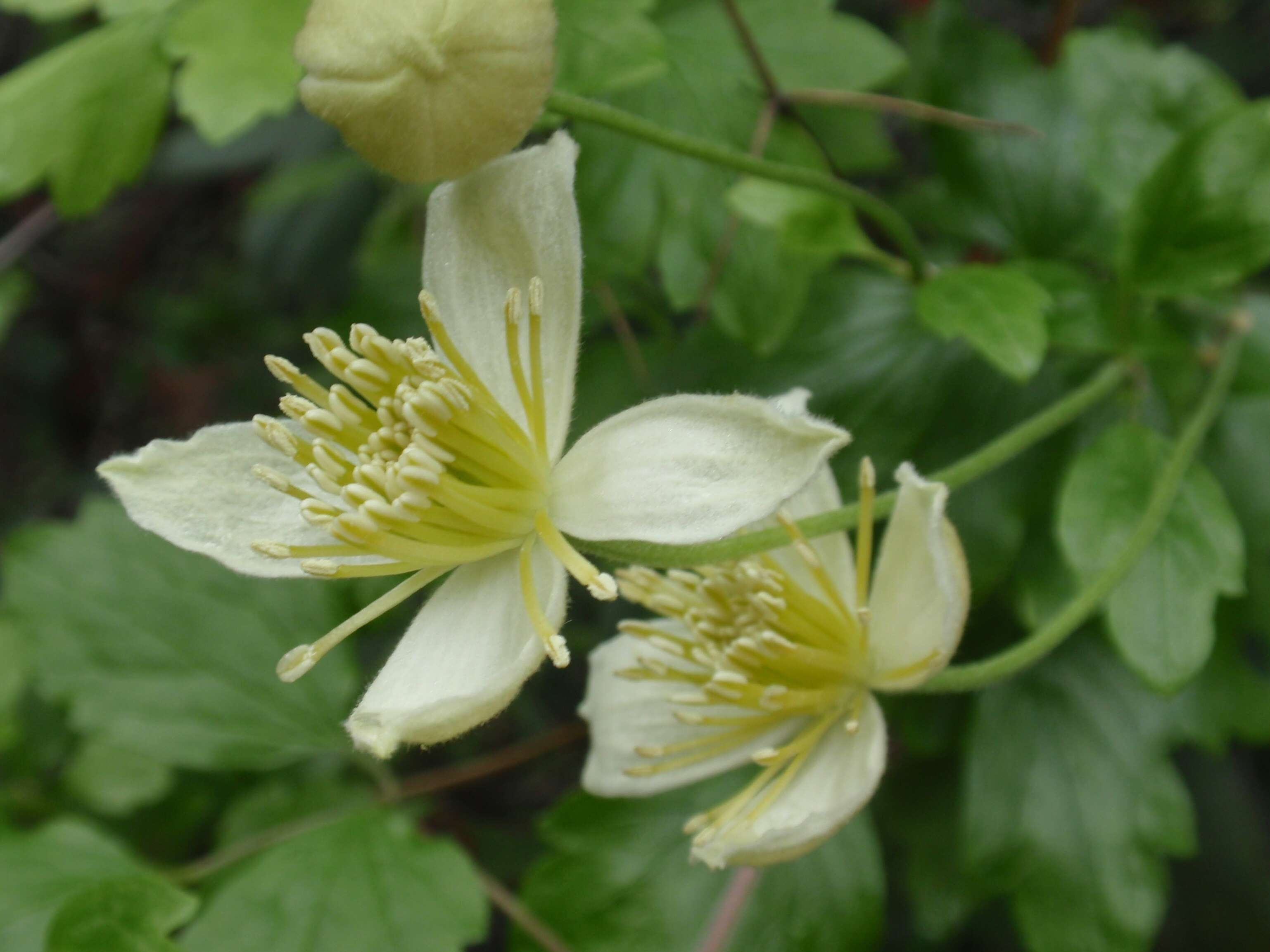 Image of pipestem clematis