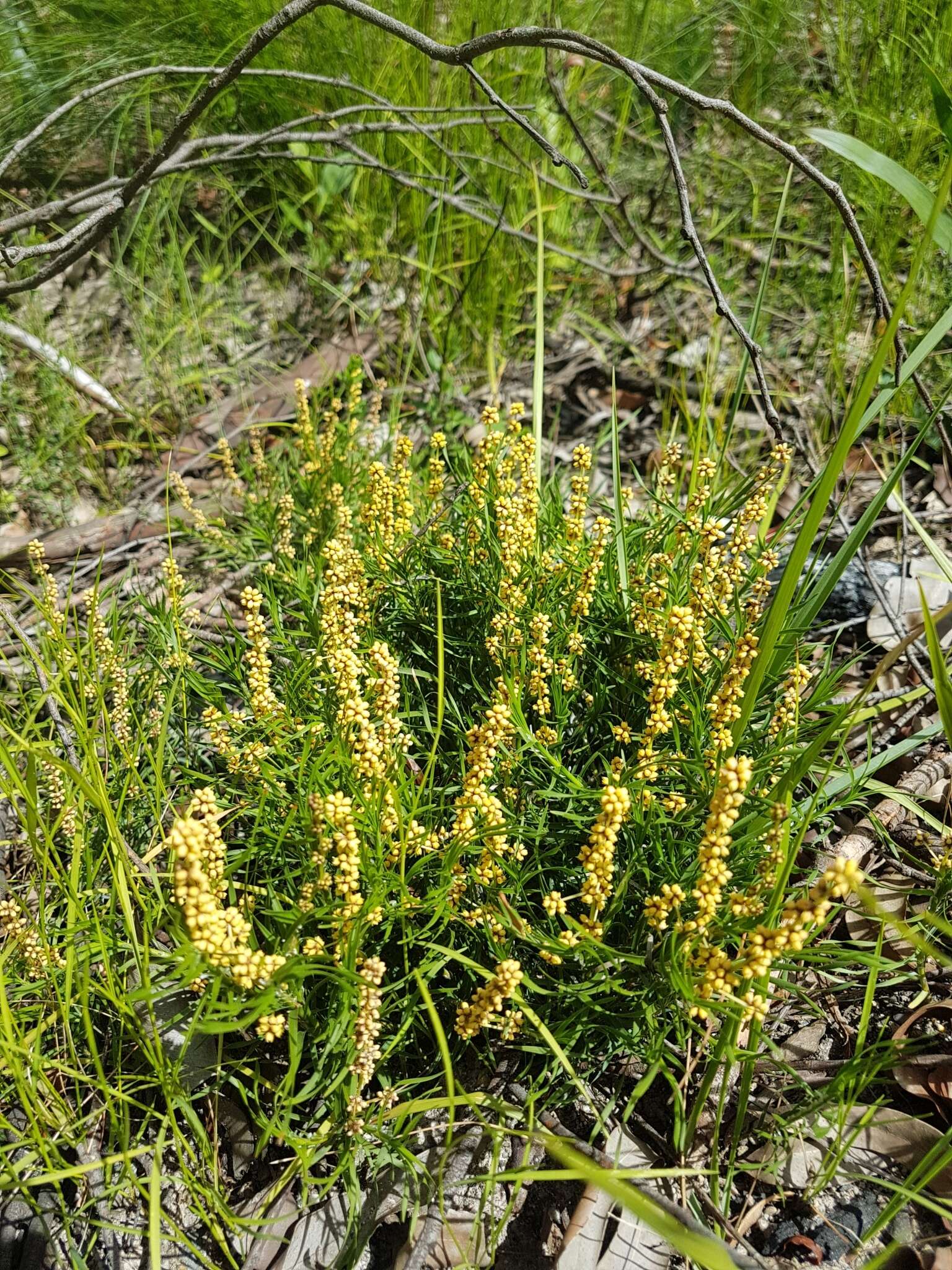 Image de Lomandra obliqua (Thunb.) J. F. Macbr.