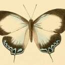 Image of Hypochlorosis antipha (Hewitson 1869)