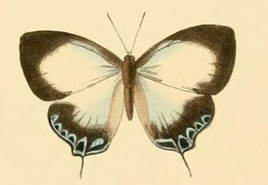 Image of Hypochlorosis antipha (Hewitson 1869)