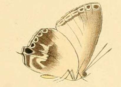 Image of Hypochlorosis antipha (Hewitson 1869)