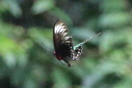 Image of Trogonoptera