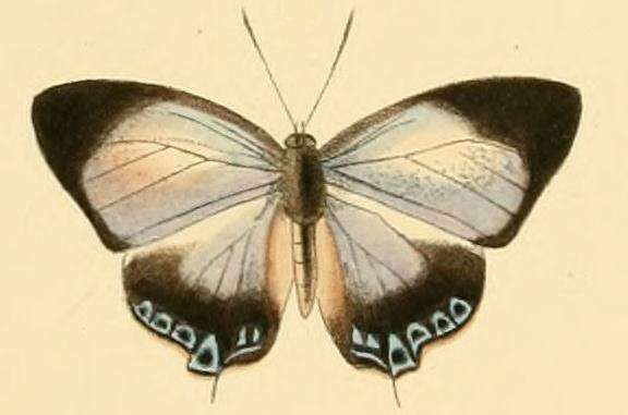 Image of Hypochlorosis antipha (Hewitson 1869)