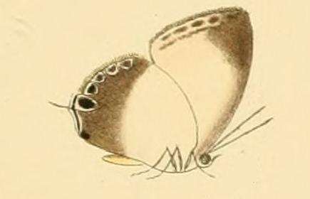 Image of Hypochlorosis ancharia