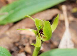 Image of Mountain bird orchid