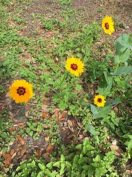 Imagem de Coreopsis basalis (Otto & A. Dietr.) Blake