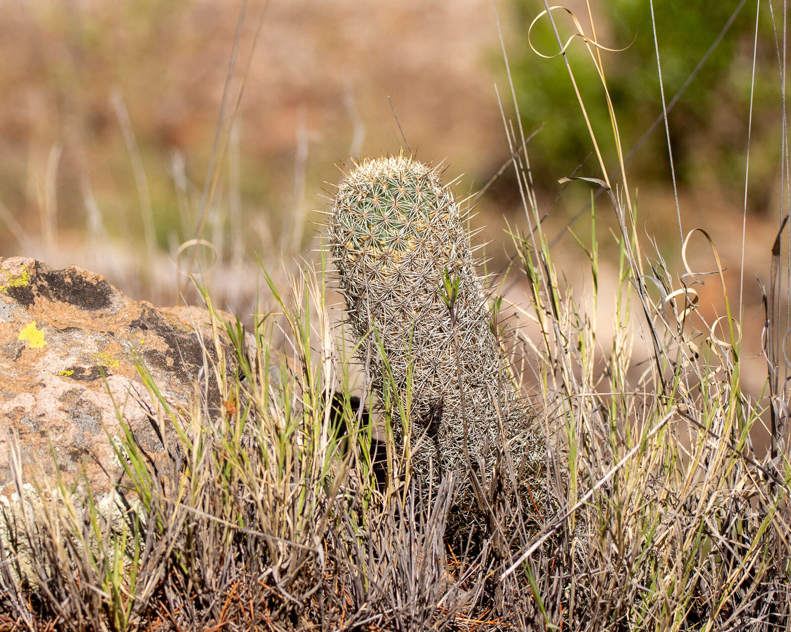 Image of Coryphantha potosiana (Jacobi) Glass & R. A. Foster