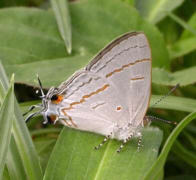 Image of Hypolycaena philippus (Fabricius 1793)