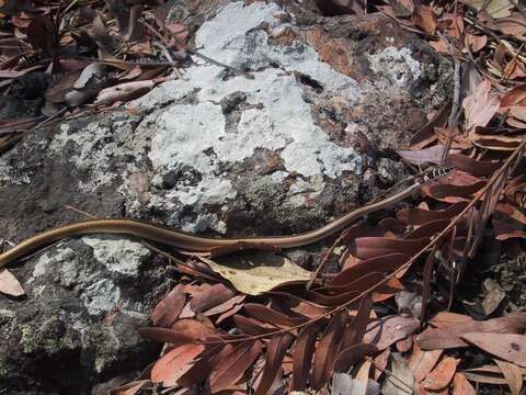 Image of Dwarf sand snake